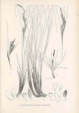 Reproducción/Reproduction 48683023243: Illustrations of the genus Carex. London :William Pamplin,1858-1867.. 