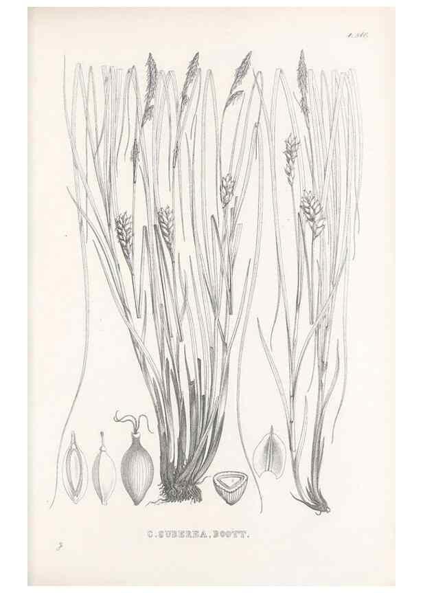 Reproducción/Reproduction 48683363271: Illustrations of the genus Carex. London :William Pamplin,1858-1867.. 
