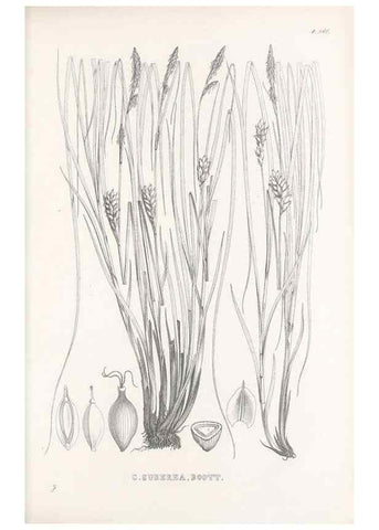 Reproducción/Reproduction 48683363271: Illustrations of the genus Carex. London :William Pamplin,1858-1867.. 