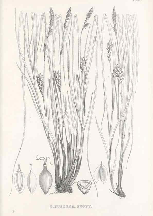 Reproducción/Reproduction 48683363271: Illustrations of the genus Carex. London :William Pamplin,1858-1867.. 
