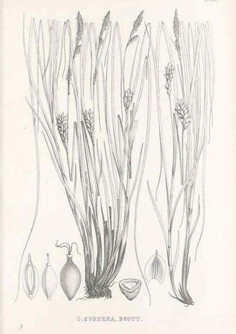 Reproducción/Reproduction 48683363271: Illustrations of the genus Carex. London :William Pamplin,1858-1867.. 