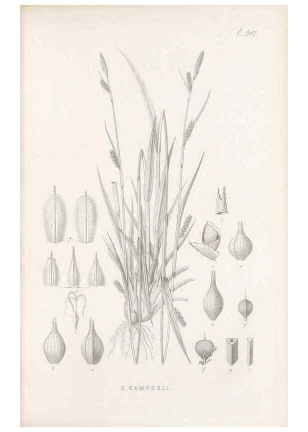 Reproducción/Reproduction 48683024118: Illustrations of the genus Carex. London :William Pamplin,1858-1867.. 