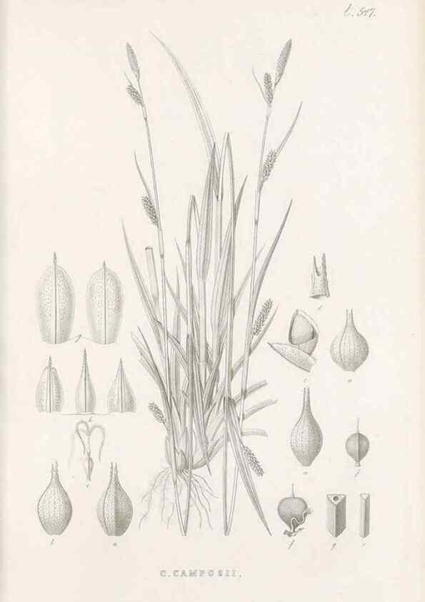 Reproducción/Reproduction 48683024118: Illustrations of the genus Carex. London :William Pamplin,1858-1867.. 