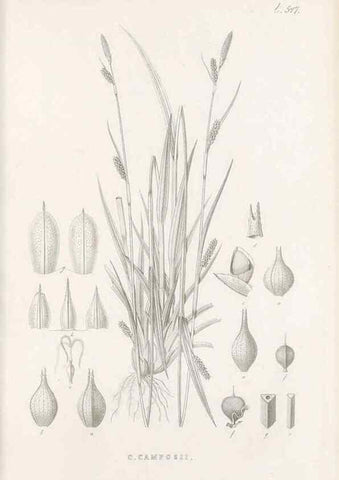 Reproducción/Reproduction 48683024118: Illustrations of the genus Carex. London :William Pamplin,1858-1867.. 