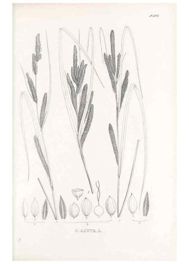 Reproducción/Reproduction 48683539507: Illustrations of the genus Carex. London :William Pamplin,1858-1867.. 