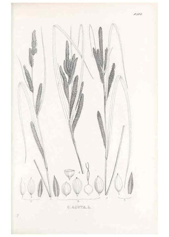 Reproducción/Reproduction 48683539507: Illustrations of the genus Carex. London :William Pamplin,1858-1867.. 