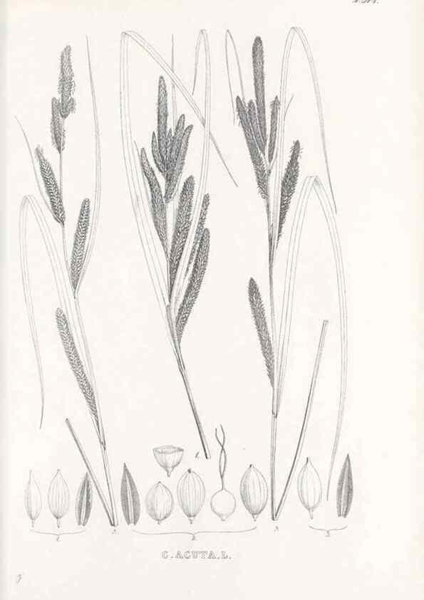 Reproducción/Reproduction 48683539507: Illustrations of the genus Carex. London :William Pamplin,1858-1867.. 