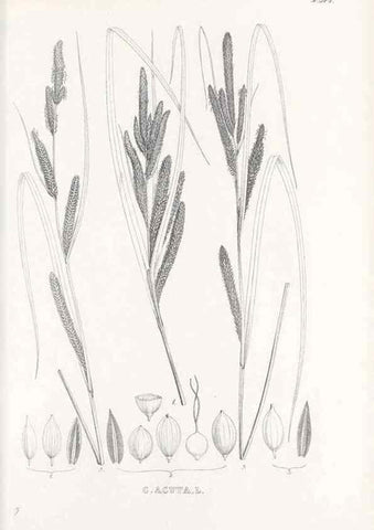 Reproducción/Reproduction 48683539507: Illustrations of the genus Carex. London :William Pamplin,1858-1867.. 