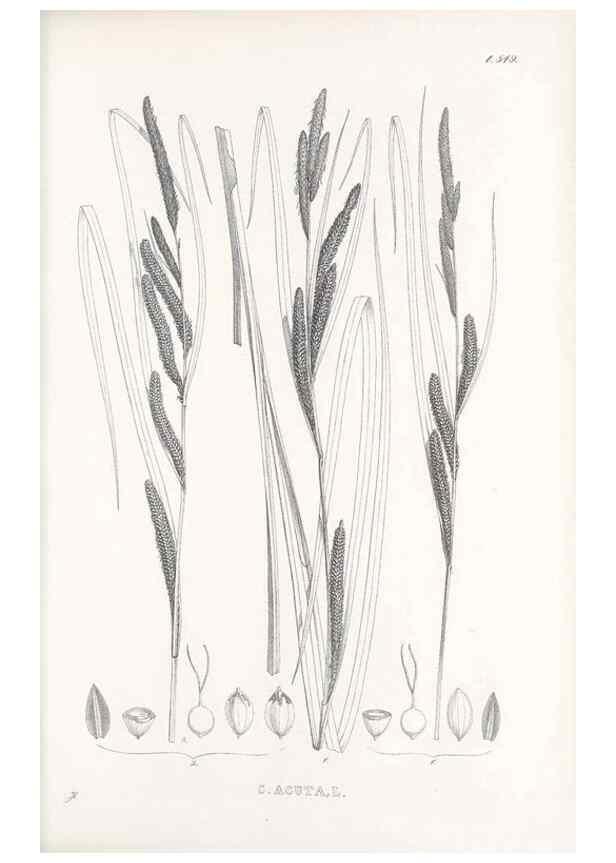 Reproducción/Reproduction 48683539852: Illustrations of the genus Carex. London :William Pamplin,1858-1867.. 