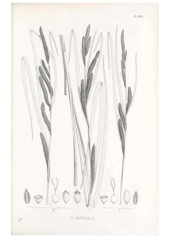 Reproducción/Reproduction 48683539852: Illustrations of the genus Carex. London :William Pamplin,1858-1867.. 