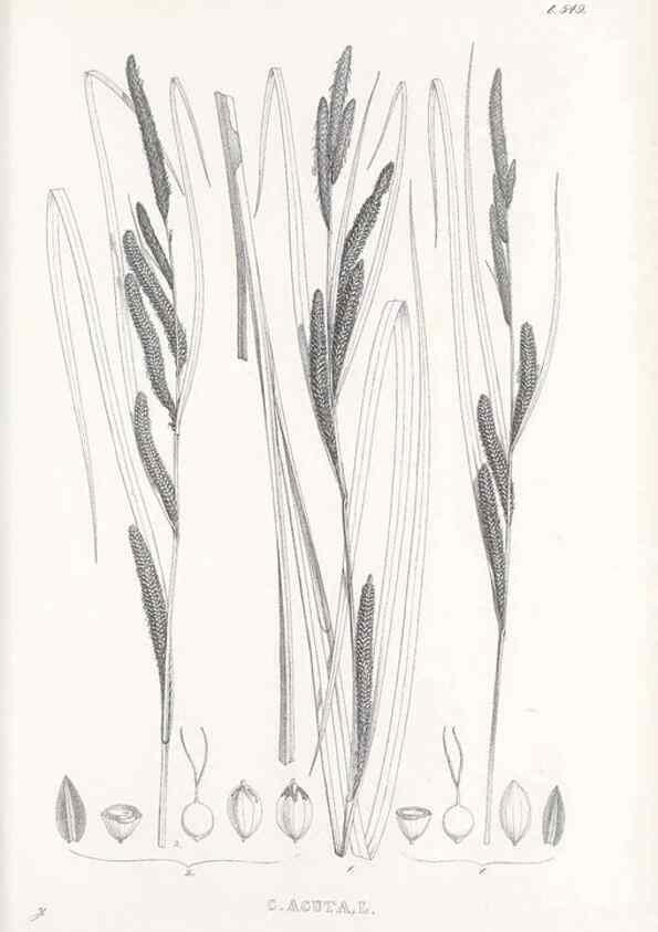 Reproducción/Reproduction 48683539852: Illustrations of the genus Carex. London :William Pamplin,1858-1867.. 