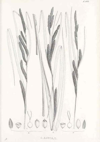Reproducción/Reproduction 48683539852: Illustrations of the genus Carex. London :William Pamplin,1858-1867.. 