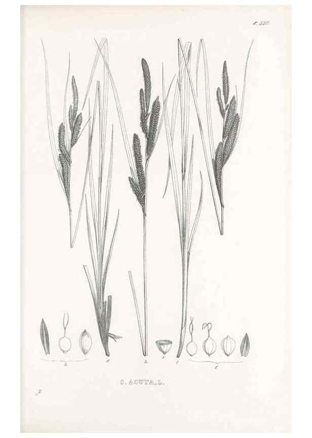Reproducción/Reproduction 48683364781: Illustrations of the genus Carex. London :William Pamplin,1858-1867.. 