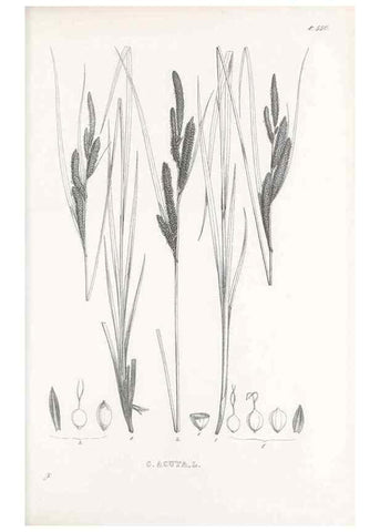 Reproducción/Reproduction 48683364781: Illustrations of the genus Carex. London :William Pamplin,1858-1867.. 