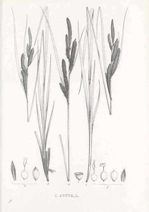 Reproducción/Reproduction 48683364781: Illustrations of the genus Carex. London :William Pamplin,1858-1867.. 