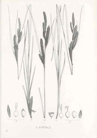 Reproducción/Reproduction 48683364781: Illustrations of the genus Carex. London :William Pamplin,1858-1867.. 