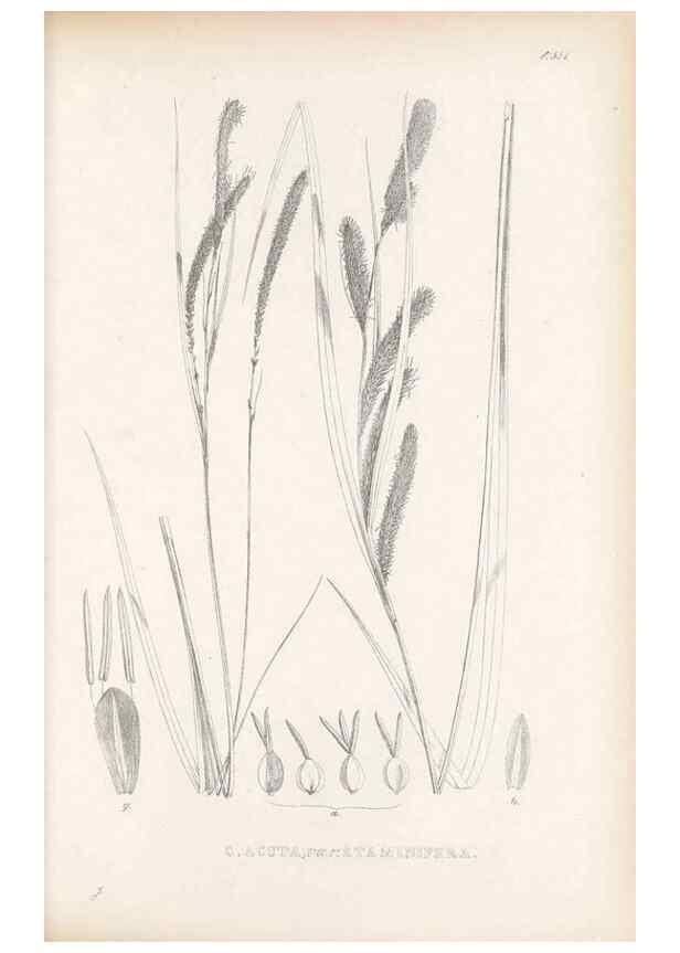Reproducción/Reproduction 48683025478: Illustrations of the genus Carex. London :William Pamplin,1858-1867.. 