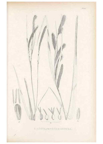 Reproducción/Reproduction 48683025478: Illustrations of the genus Carex. London :William Pamplin,1858-1867.. 