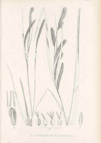 Reproducción/Reproduction 48683025478: Illustrations of the genus Carex. London :William Pamplin,1858-1867.. 