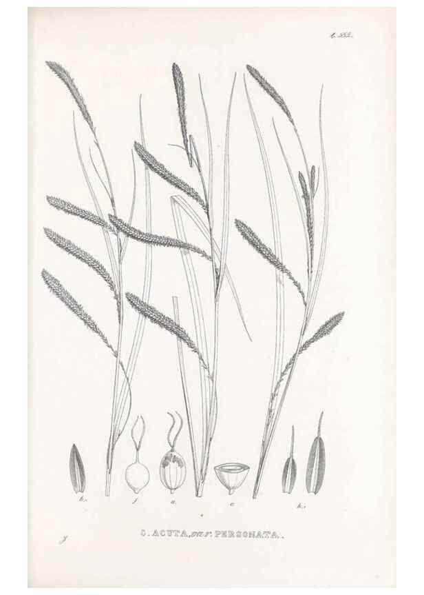 Reproducción/Reproduction 48683025798: Illustrations of the genus Carex. London :William Pamplin,1858-1867.. 