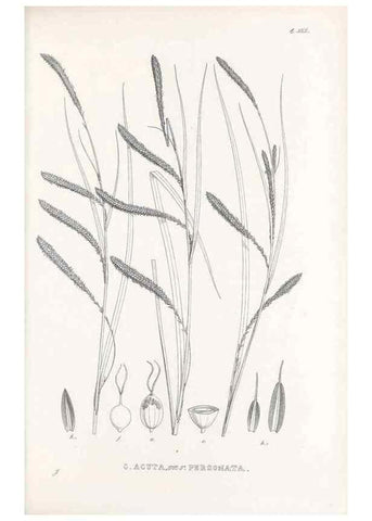 Reproducción/Reproduction 48683025798: Illustrations of the genus Carex. London :William Pamplin,1858-1867.. 
