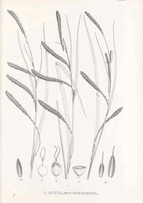 Reproducción/Reproduction 48683025798: Illustrations of the genus Carex. London :William Pamplin,1858-1867.. 