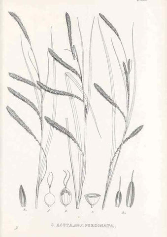 Reproducción/Reproduction 48683025798: Illustrations of the genus Carex. London :William Pamplin,1858-1867.. 