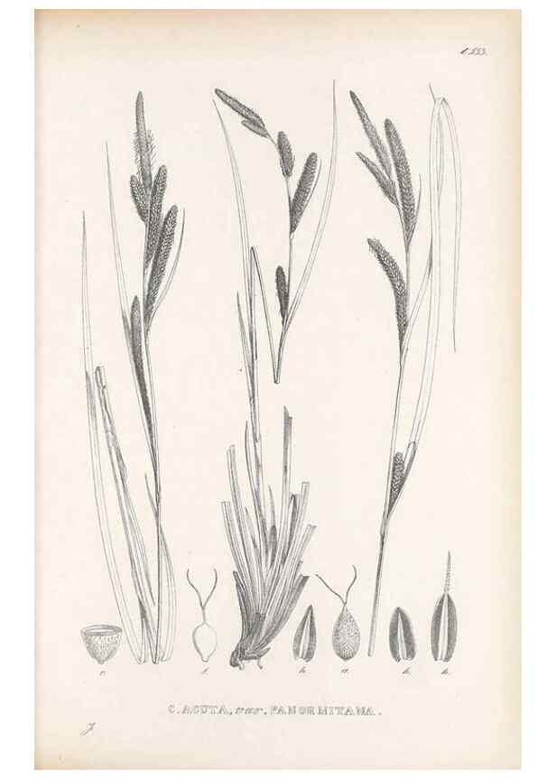 Reproducción/Reproduction 48683026113: Illustrations of the genus Carex. London :William Pamplin,1858-1867.. 