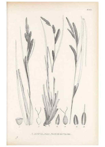 Reproducción/Reproduction 48683026113: Illustrations of the genus Carex. London :William Pamplin,1858-1867.. 