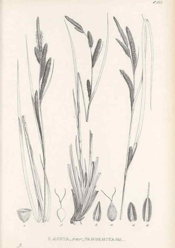 Reproducción/Reproduction 48683026113: Illustrations of the genus Carex. London :William Pamplin,1858-1867.. 
