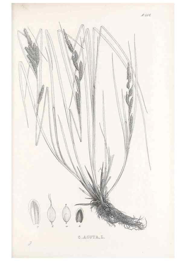 Reproducción/Reproduction 48683366021: Illustrations of the genus Carex. London :William Pamplin,1858-1867.. 