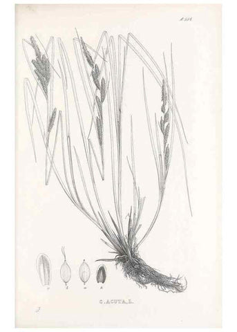 Reproducción/Reproduction 48683366021: Illustrations of the genus Carex. London :William Pamplin,1858-1867.. 