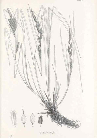 Reproducción/Reproduction 48683366021: Illustrations of the genus Carex. London :William Pamplin,1858-1867.. 