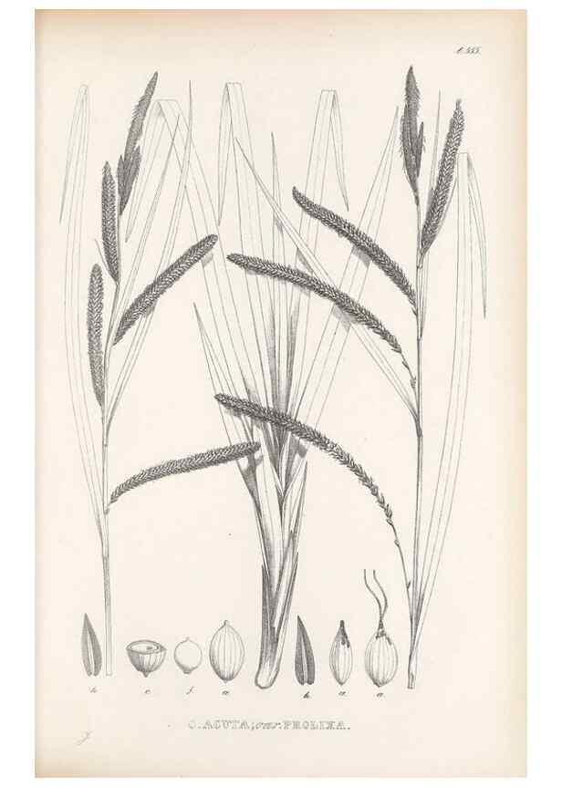 Reproducción/Reproduction 48683366391: Illustrations of the genus Carex. London :William Pamplin,1858-1867.. 