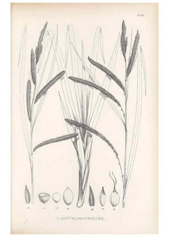Reproducción/Reproduction 48683366391: Illustrations of the genus Carex. London :William Pamplin,1858-1867.. 