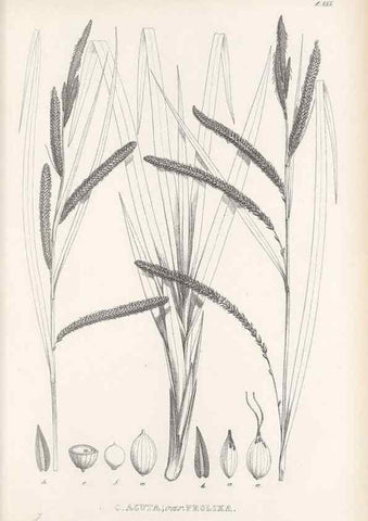 Reproducción/Reproduction 48683366391: Illustrations of the genus Carex. London :William Pamplin,1858-1867.. 