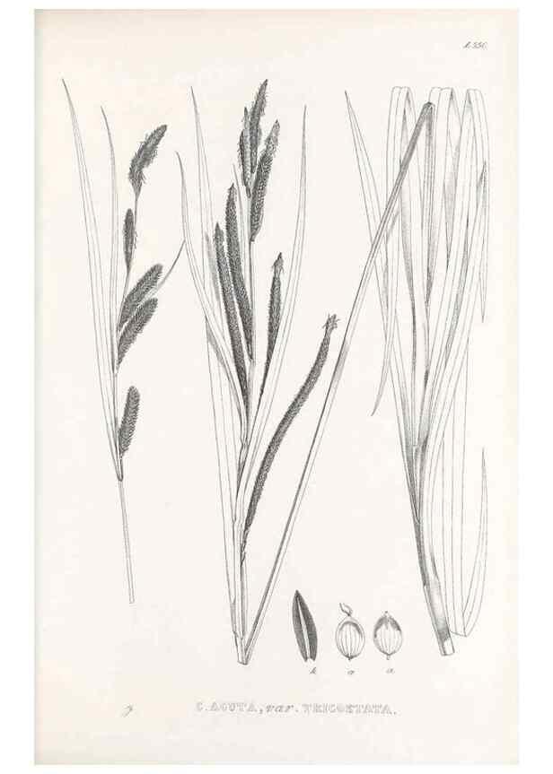 Reproducción/Reproduction 48683366701: Illustrations of the genus Carex. London :William Pamplin,1858-1867.. 