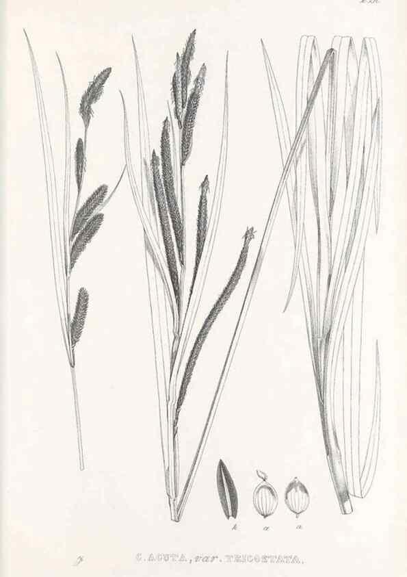 Reproducción/Reproduction 48683366701: Illustrations of the genus Carex. London :William Pamplin,1858-1867.. 