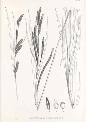Reproducción/Reproduction 48683366701: Illustrations of the genus Carex. London :William Pamplin,1858-1867.. 