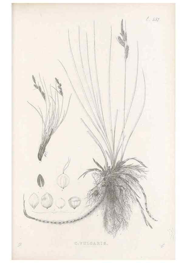 Reproducción/Reproduction 48683027313: Illustrations of the genus Carex. London :William Pamplin,1858-1867.. 