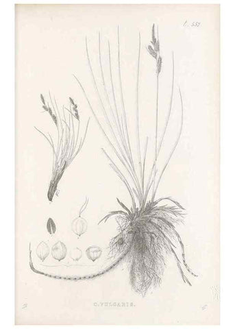 Reproducción/Reproduction 48683027313: Illustrations of the genus Carex. London :William Pamplin,1858-1867.. 