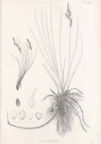 Reproducción/Reproduction 48683027313: Illustrations of the genus Carex. London :William Pamplin,1858-1867.. 