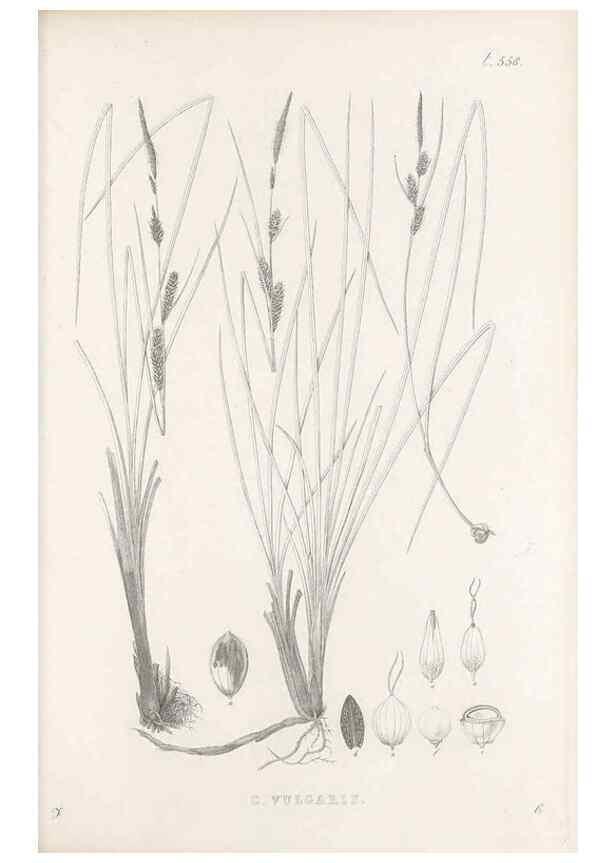 Reproducción/Reproduction 48683027608: Illustrations of the genus Carex. London :William Pamplin,1858-1867.. 