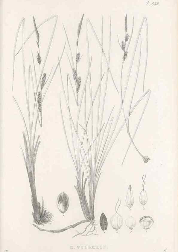 Reproducción/Reproduction 48683027608: Illustrations of the genus Carex. London :William Pamplin,1858-1867.. 