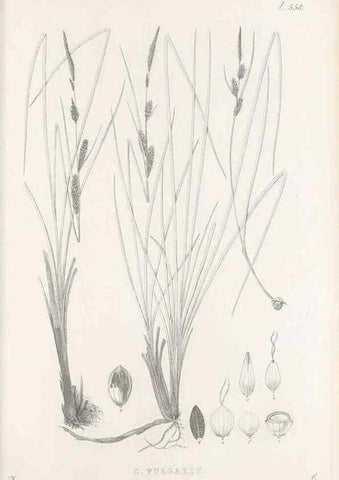 Reproducción/Reproduction 48683027608: Illustrations of the genus Carex. London :William Pamplin,1858-1867.. 