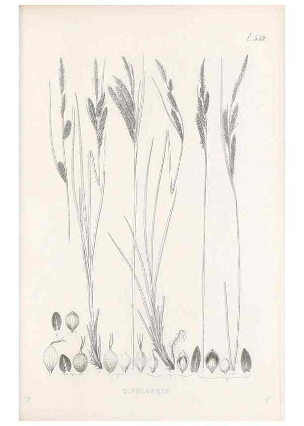 Reproducción/Reproduction 48683027853: Illustrations of the genus Carex. London :William Pamplin,1858-1867.. 