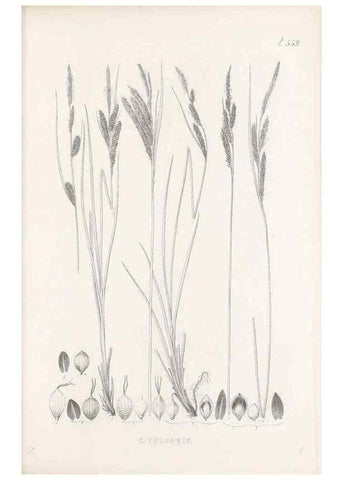 Reproducción/Reproduction 48683027853: Illustrations of the genus Carex. London :William Pamplin,1858-1867.. 