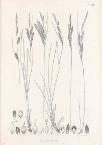 Reproducción/Reproduction 48683027853: Illustrations of the genus Carex. London :William Pamplin,1858-1867.. 
