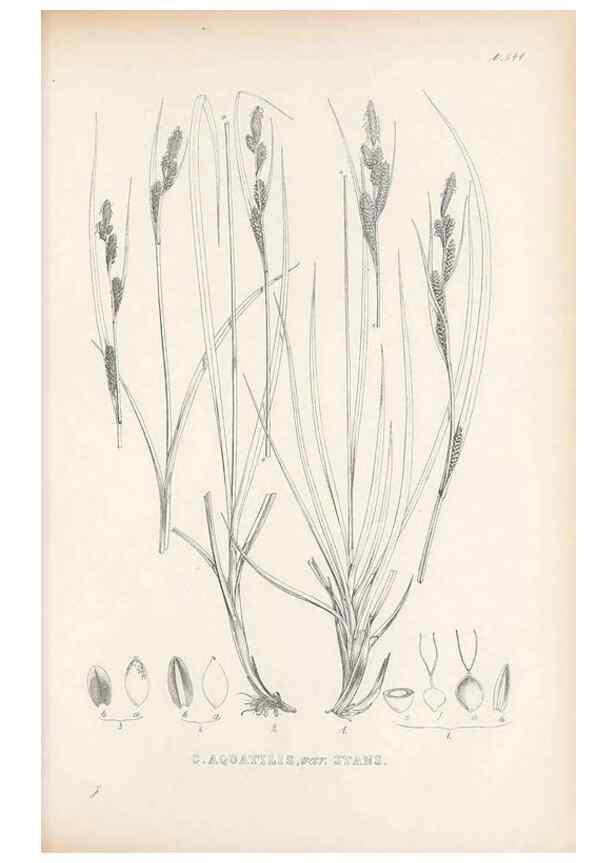 Reproducción/Reproduction 48683022783: Illustrations of the genus Carex. London :William Pamplin,1858-1867.. 