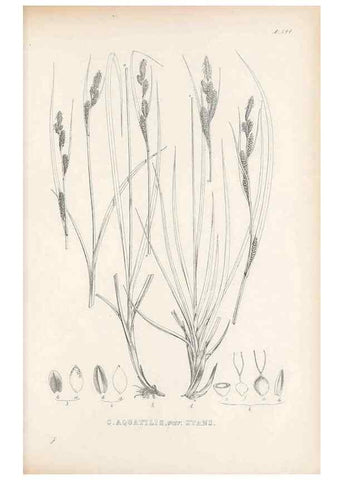 Reproducción/Reproduction 48683022783: Illustrations of the genus Carex. London :William Pamplin,1858-1867.. 